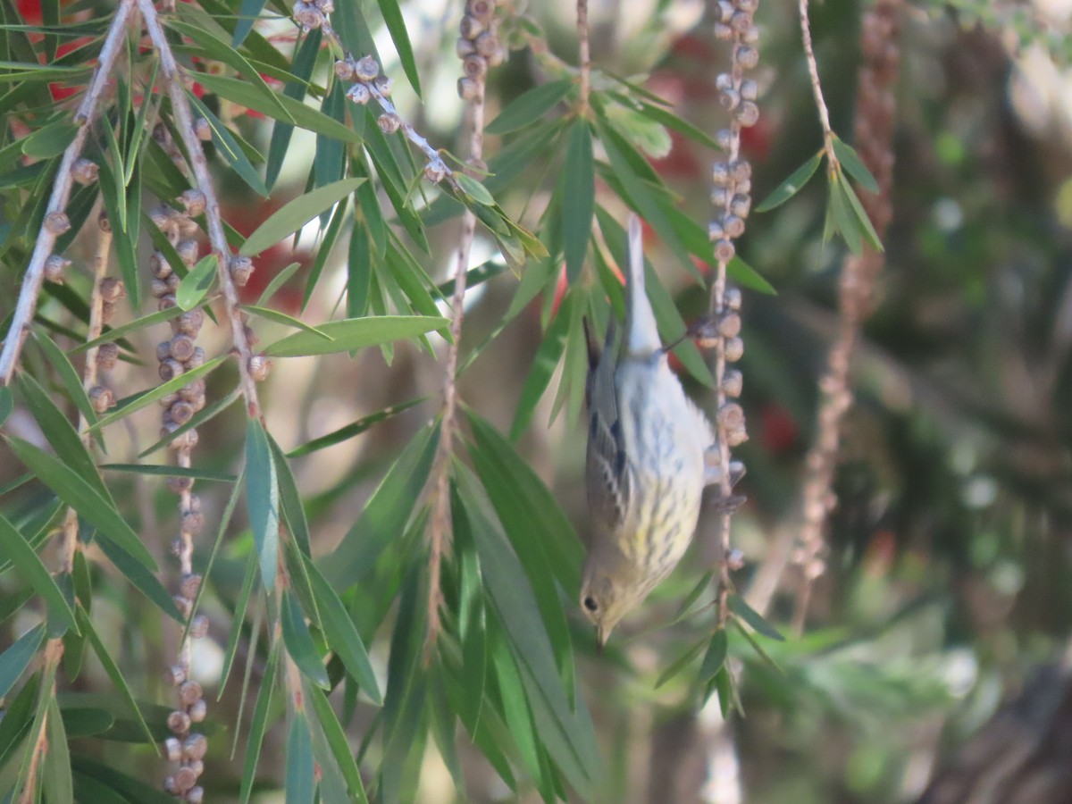 Cape May Warbler - ML615353094