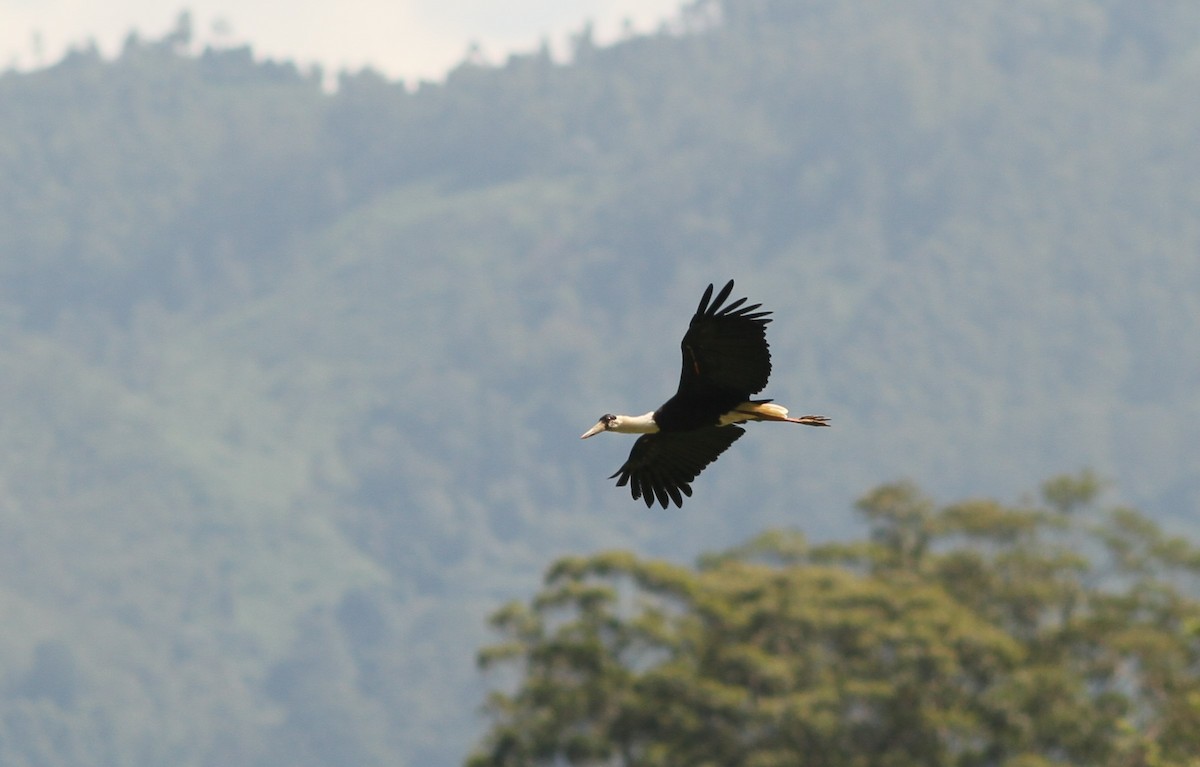 Asian Woolly-necked Stork - ML615353147