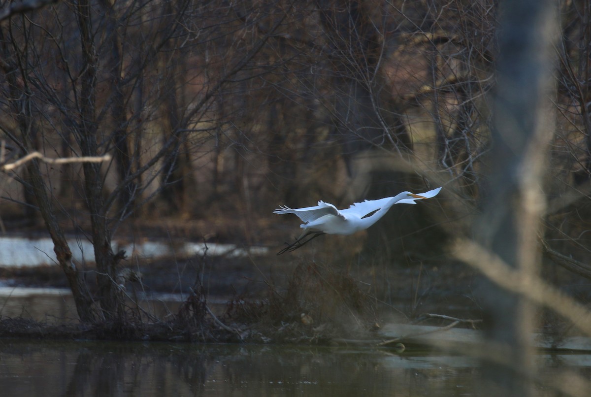 Great Egret - Sujata roy