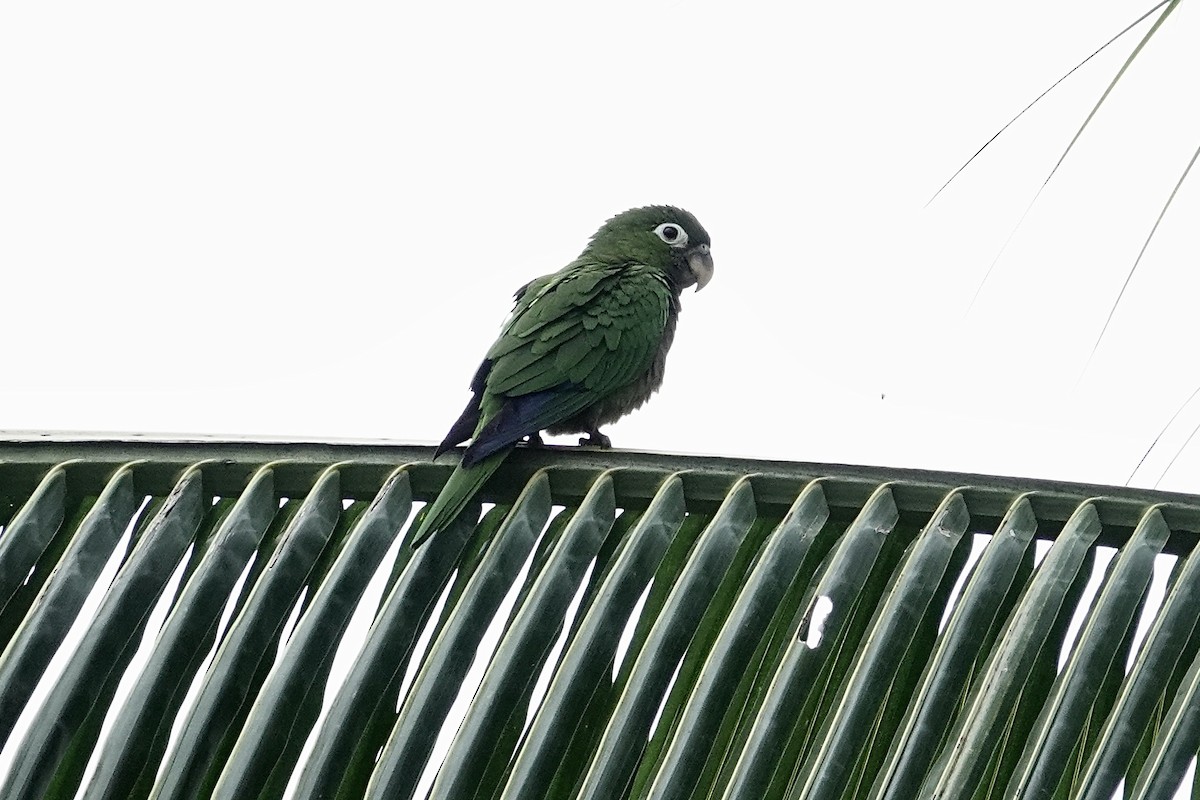 Olive-throated Parakeet - Mike McGrenere