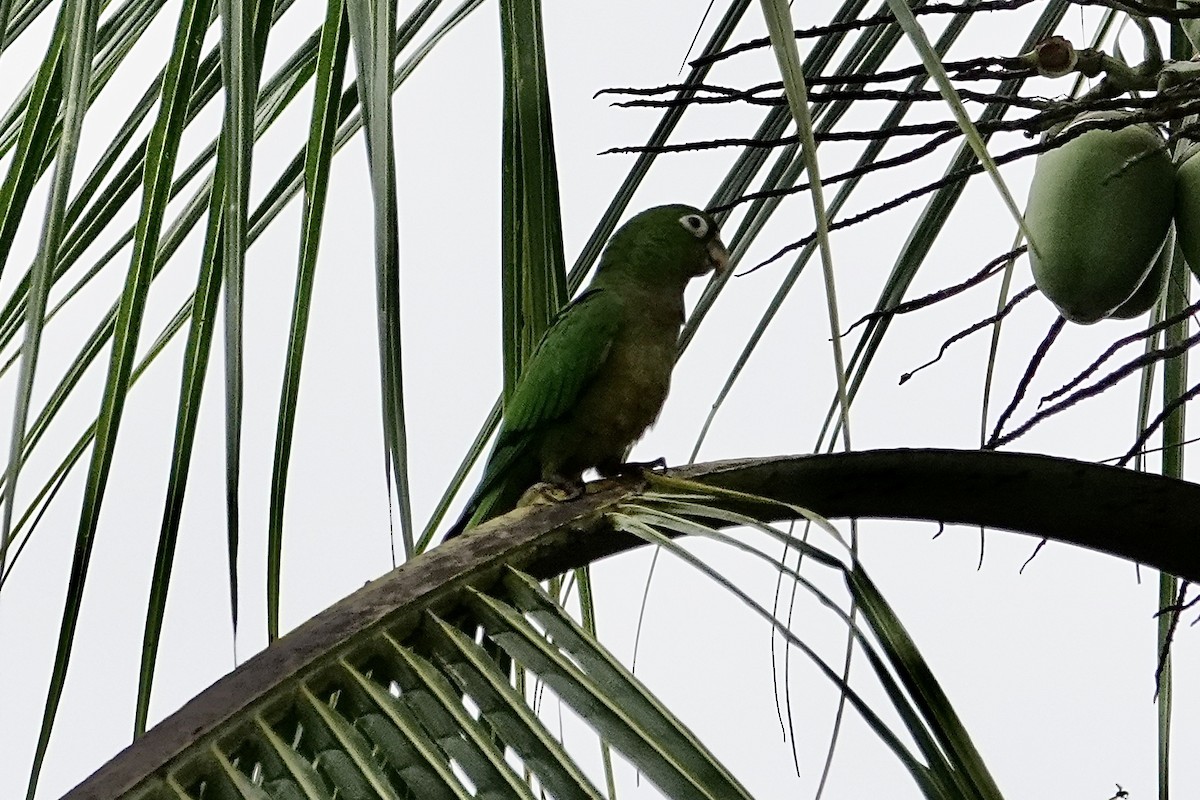 Olive-throated Parakeet - Mike McGrenere