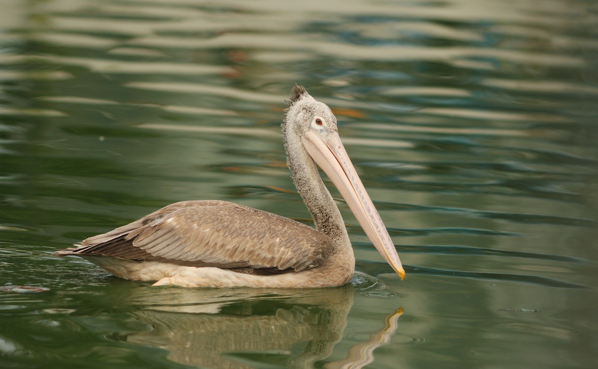 Spot-billed Pelican - ML615353364