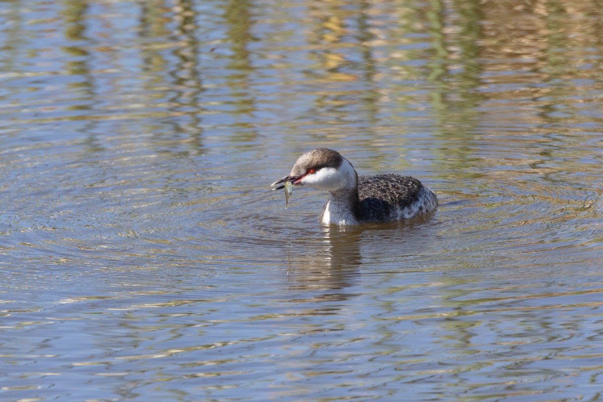 Horned Grebe - Will Knowlton