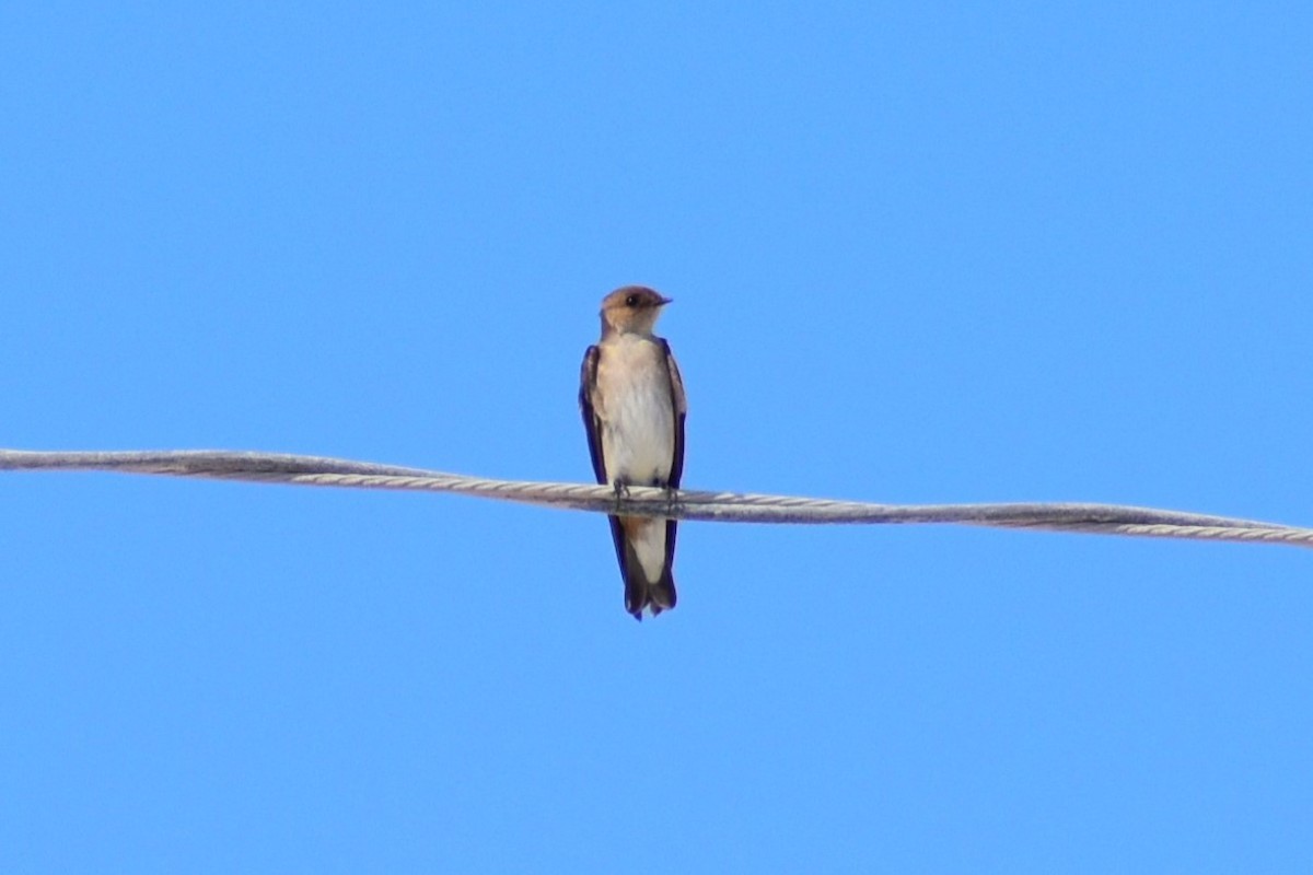 Northern Rough-winged Swallow - ML615353692