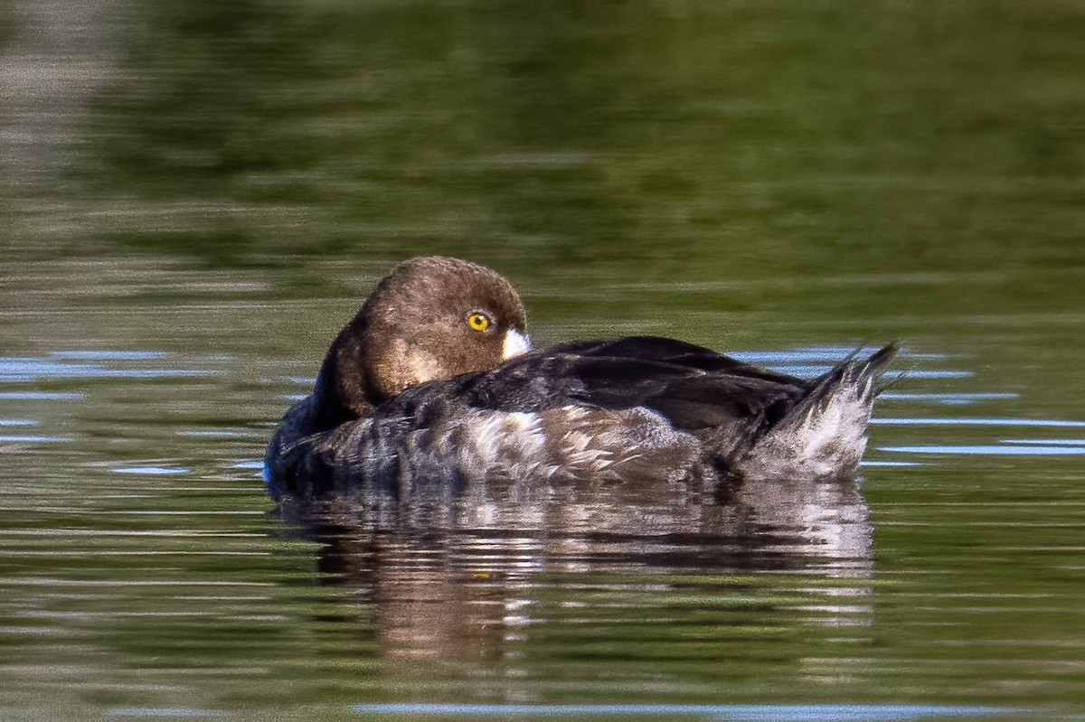 Greater/Lesser Scaup - ML615354023