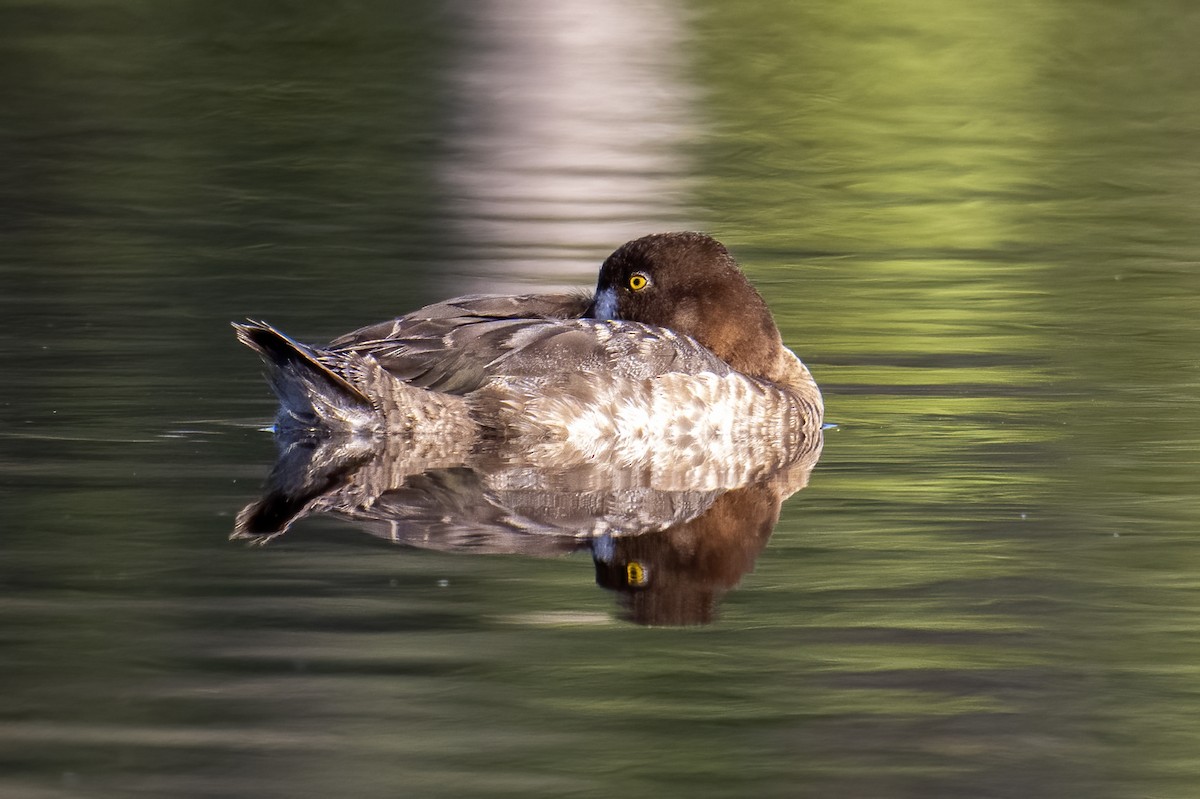 Greater/Lesser Scaup - ML615354024