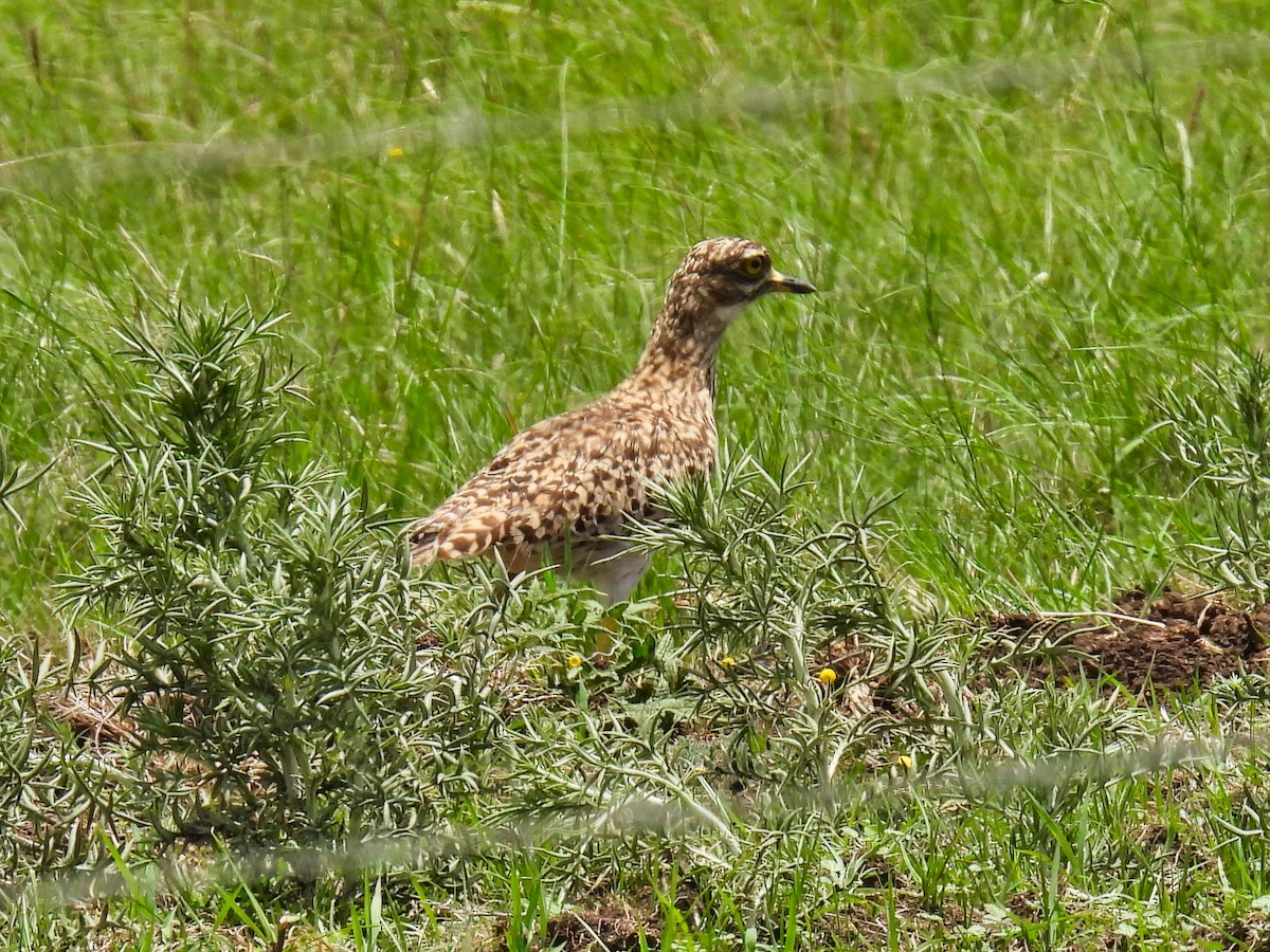 Spotted Thick-knee - ML615354221