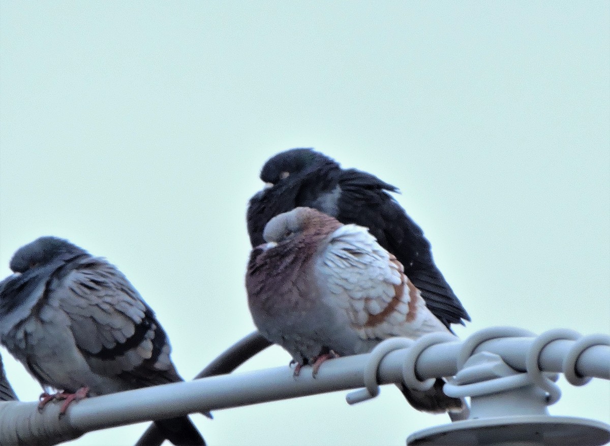 Rock Pigeon (Feral Pigeon) - ML615354658