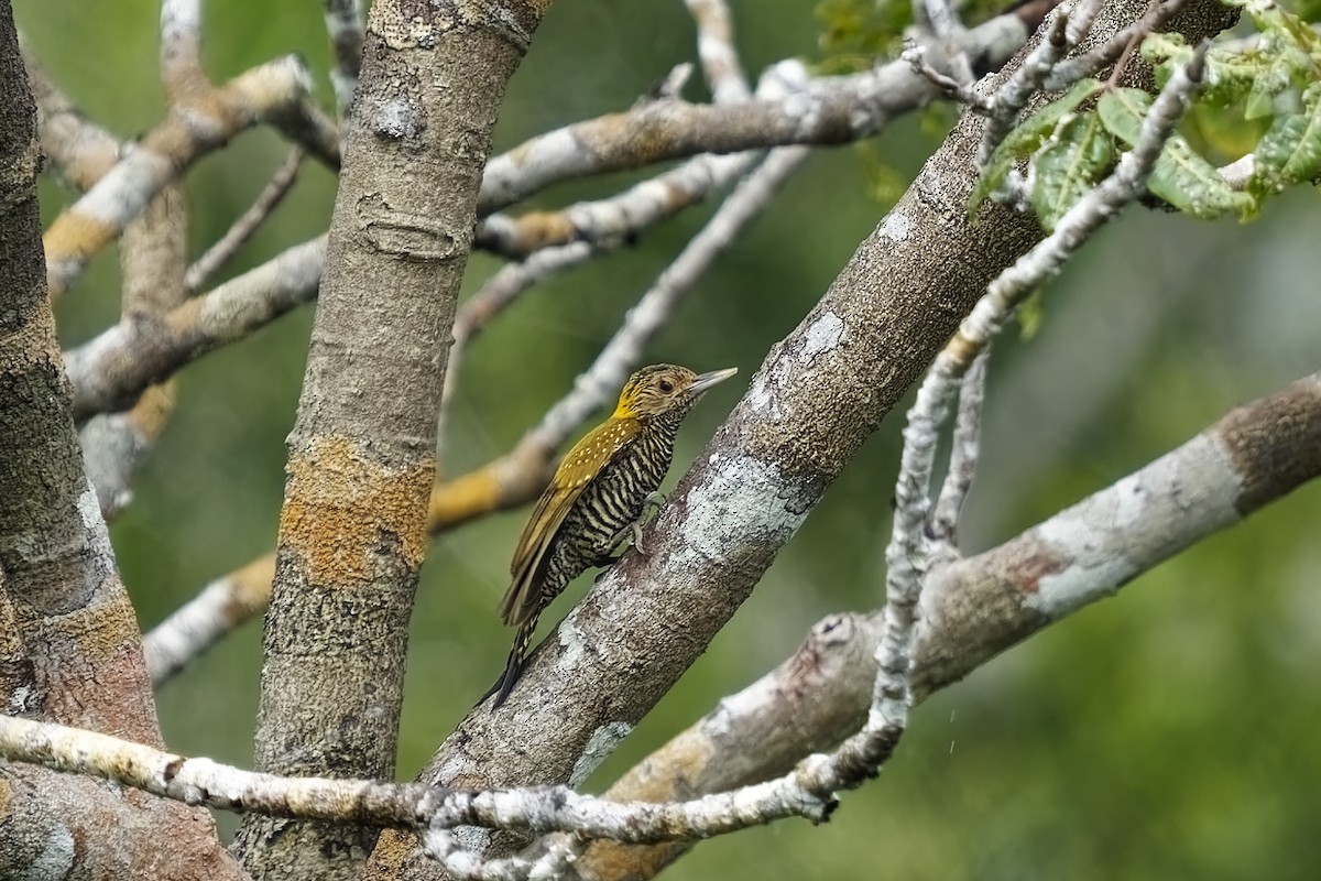 Golden-collared Woodpecker - ML615354773