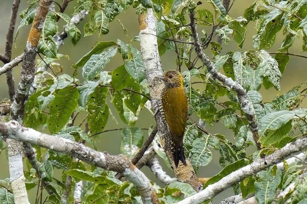 Golden-collared Woodpecker - ML615354774
