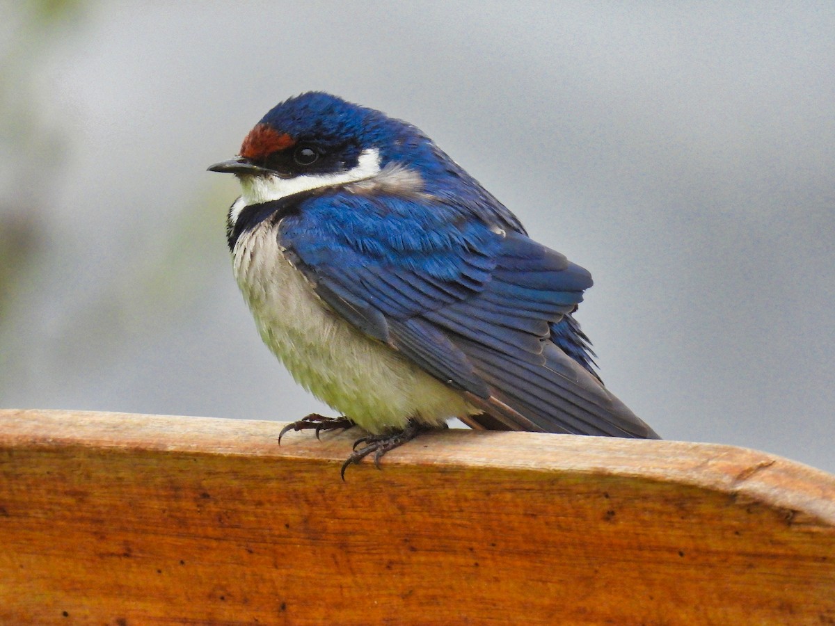 White-throated Swallow - Anonymous