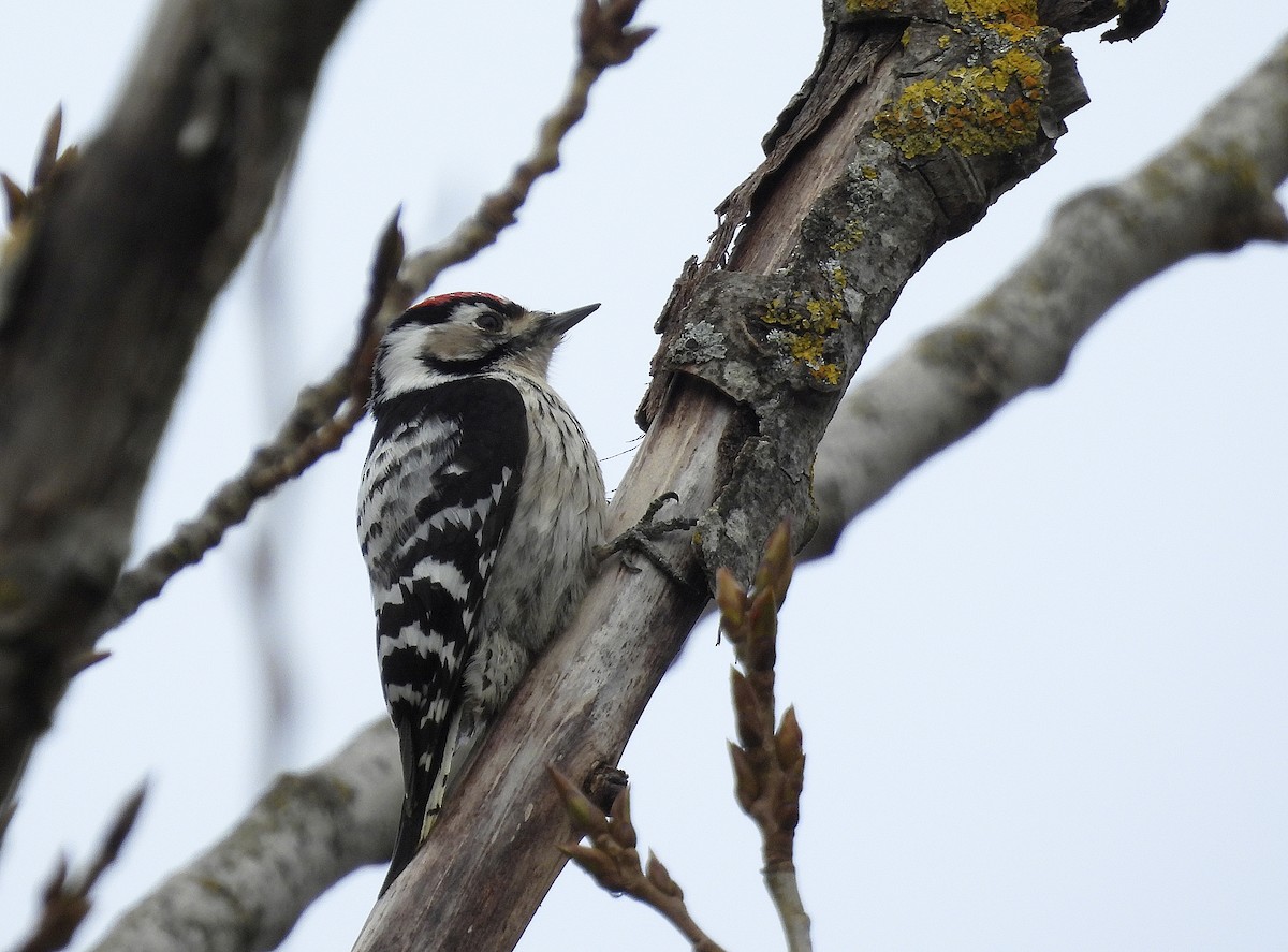 Lesser Spotted Woodpecker - ML615354815