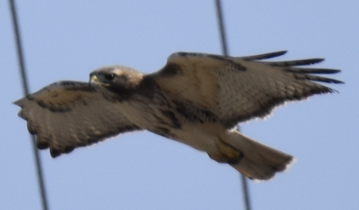 Red-tailed Hawk (abieticola) - ML615354890