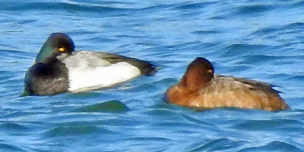 Greater Scaup - ML615355191