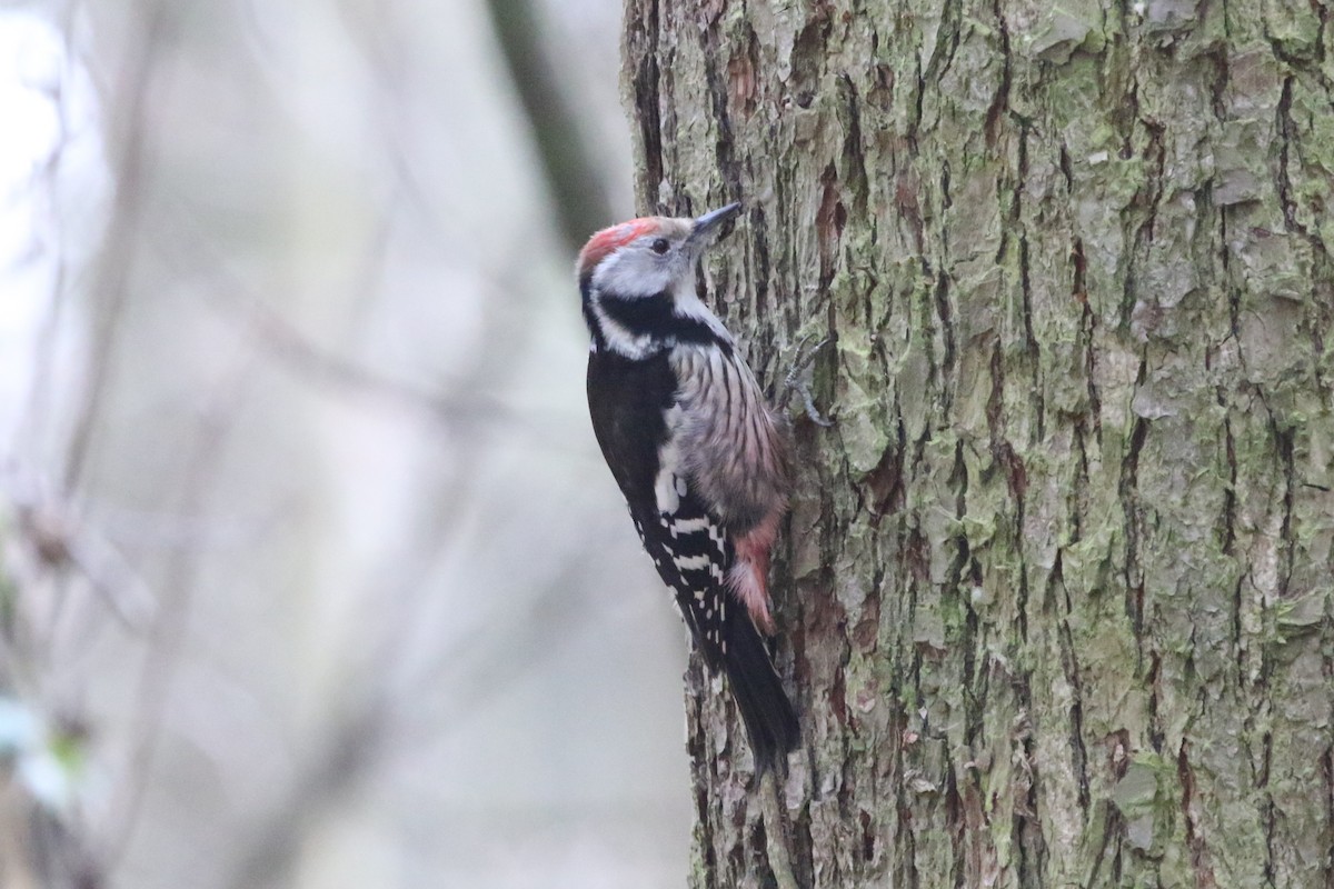 Middle Spotted Woodpecker - ML615355214