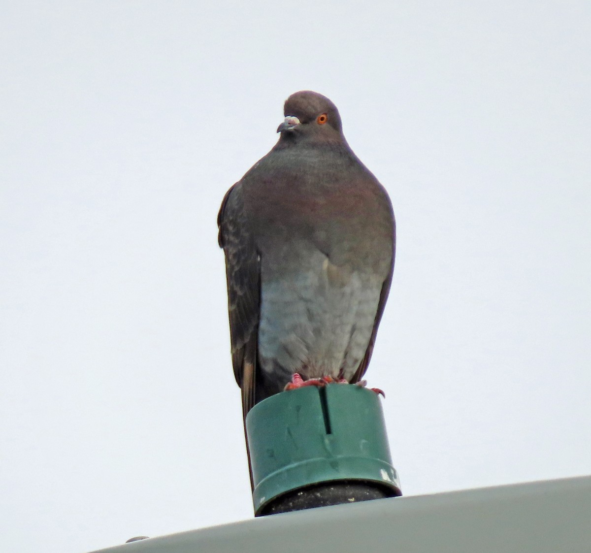 Rock Pigeon (Feral Pigeon) - ML615355240