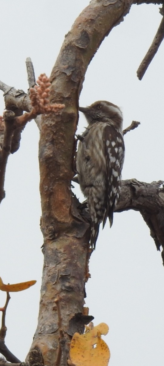 Brown-capped Pygmy Woodpecker - ML615355282