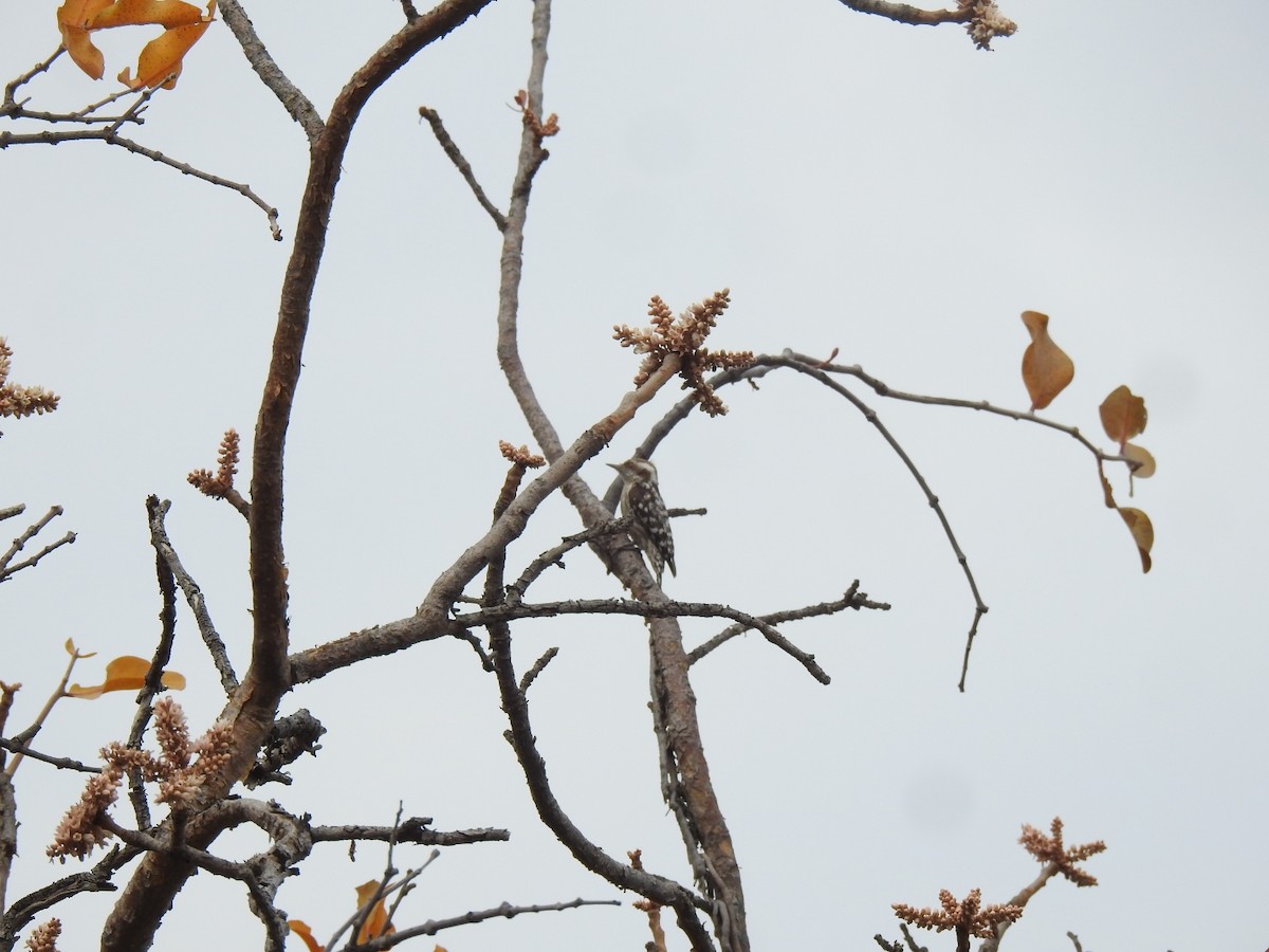 Brown-capped Pygmy Woodpecker - ML615355284