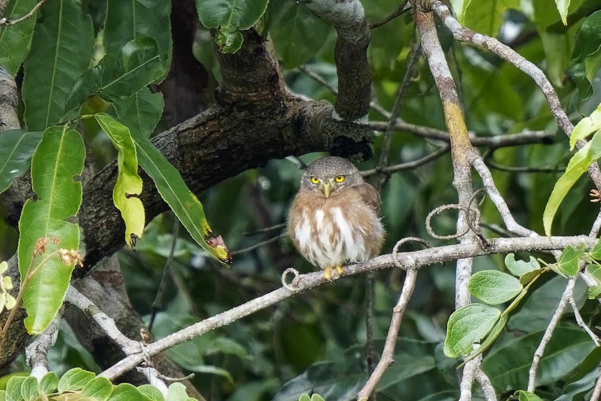 Amazonian Pygmy-Owl - ML615355296
