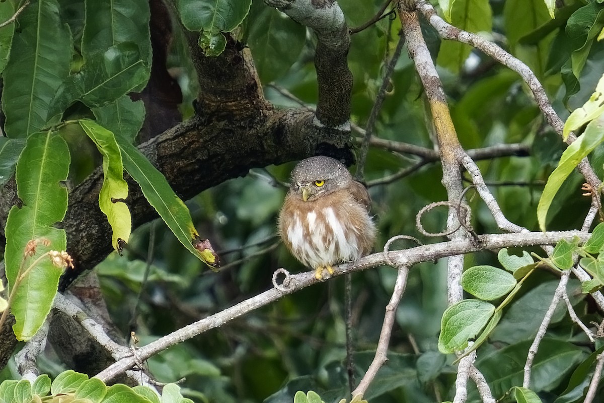 Amazonian Pygmy-Owl - ML615355297