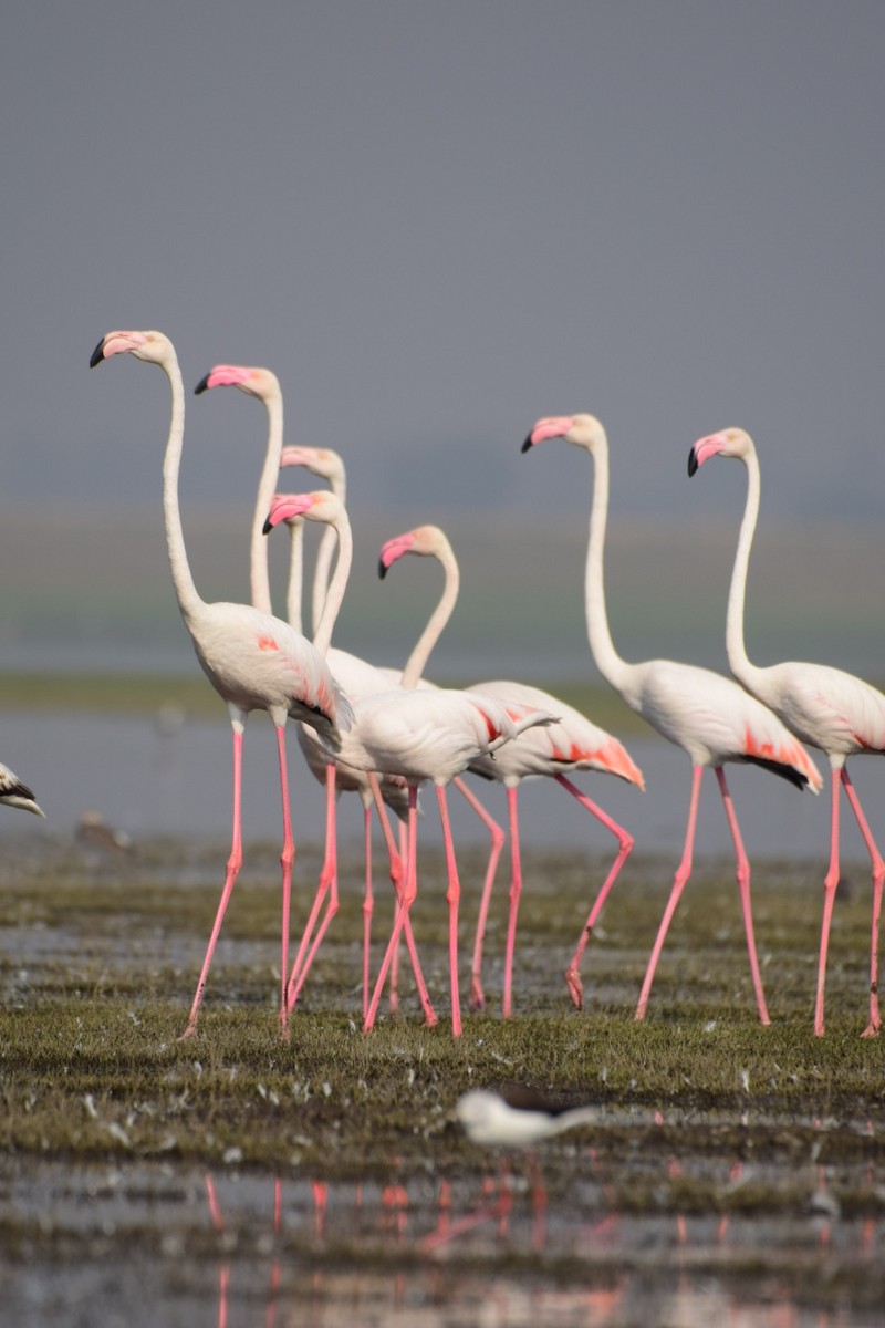 Greater Flamingo - ML615355311