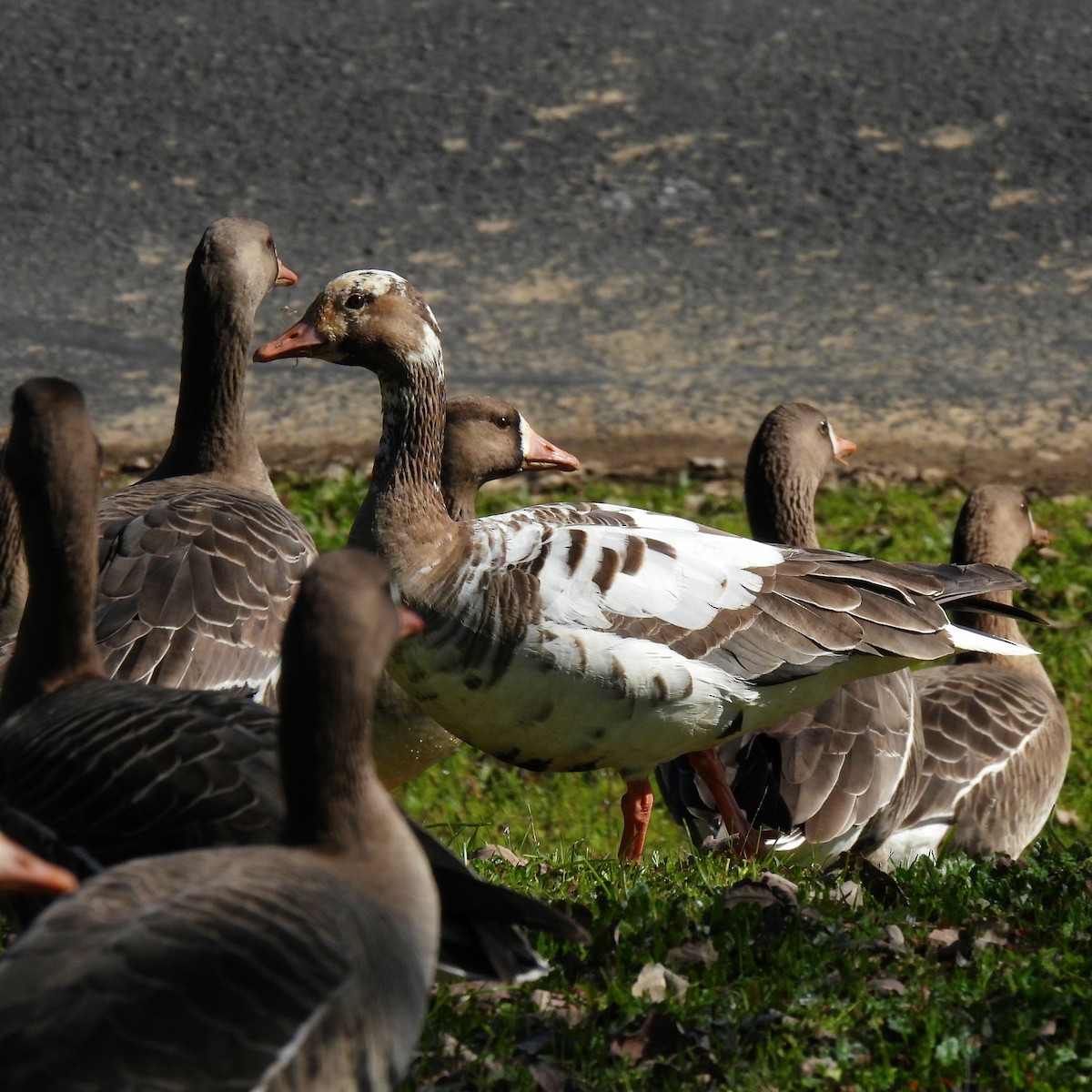 Greater White-fronted Goose - ML615355370