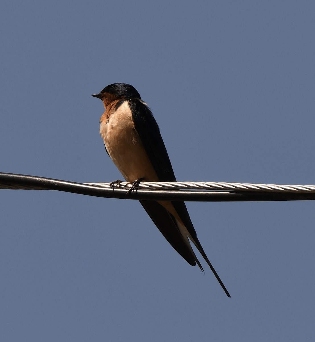 Barn Swallow - ML615355418