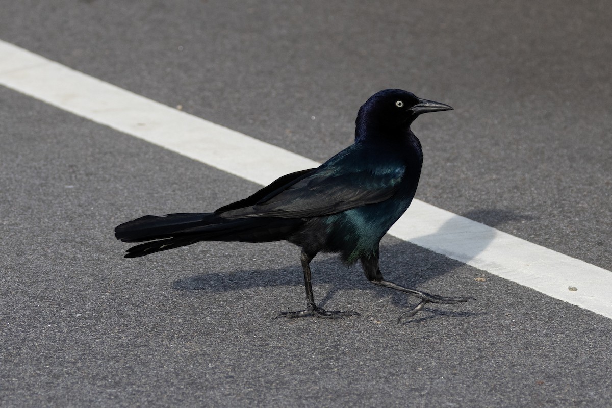 Boat-tailed Grackle - ML615355421