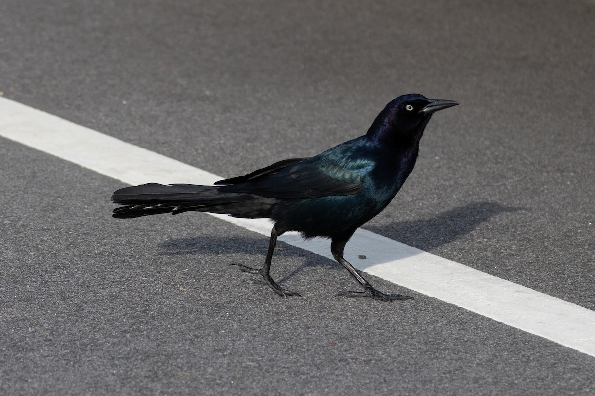 Boat-tailed Grackle - ML615355422