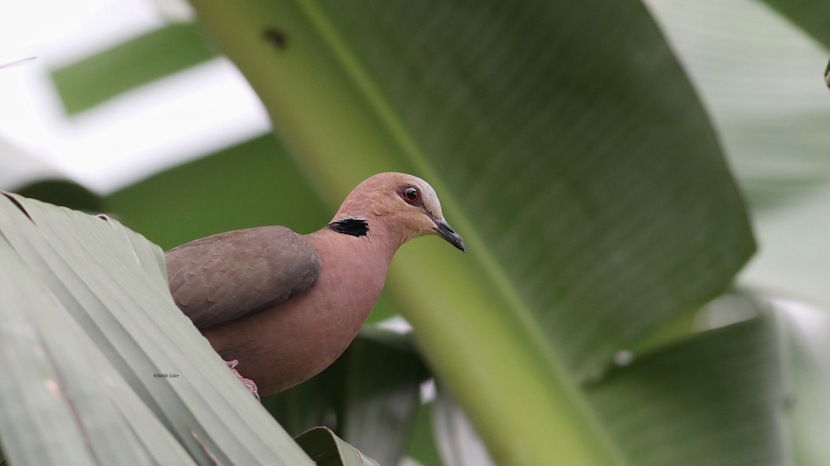 Red-eyed Dove - ML615355569