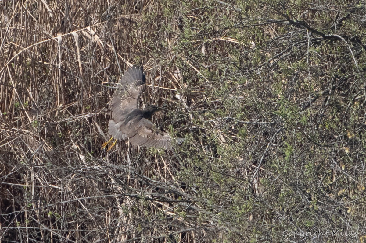 Black-crowned Night Heron - ML615355635