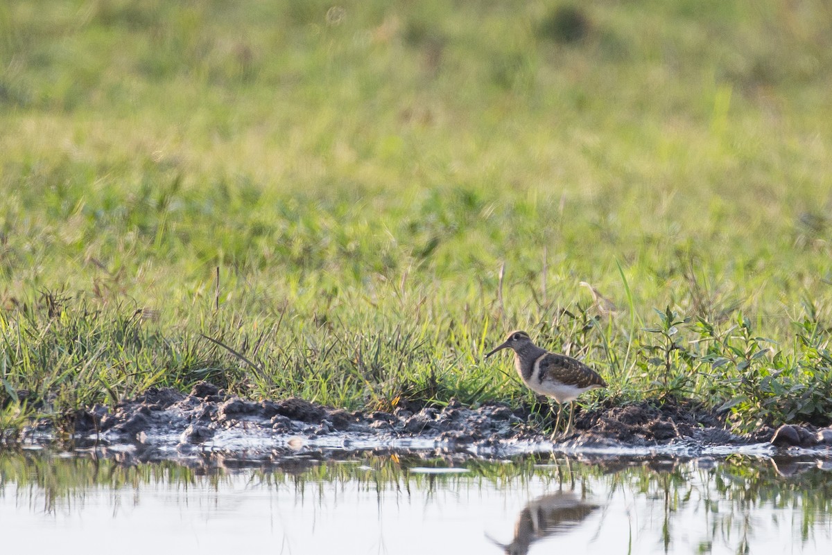 Greater Painted-Snipe - ML615355724
