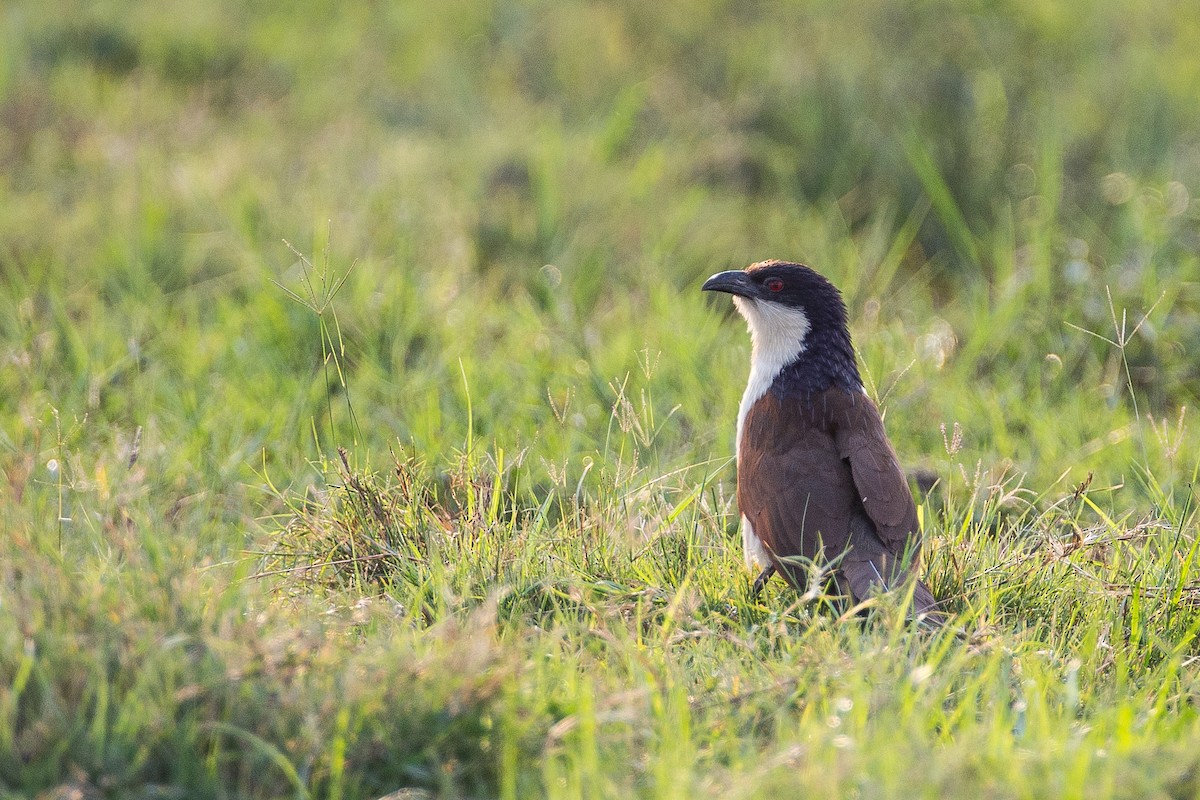 Coppery-tailed Coucal - ML615355749