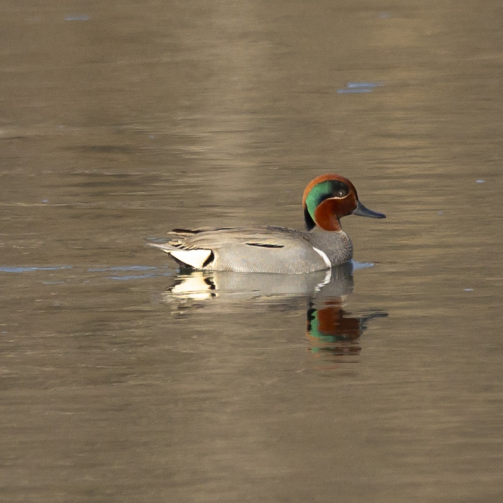 Green-winged Teal - ML615355774