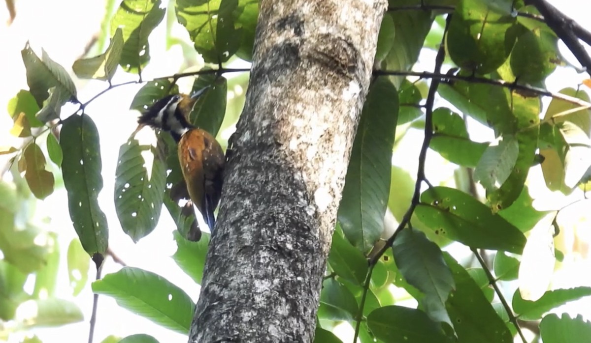 Olive-backed Woodpecker - ML615355998