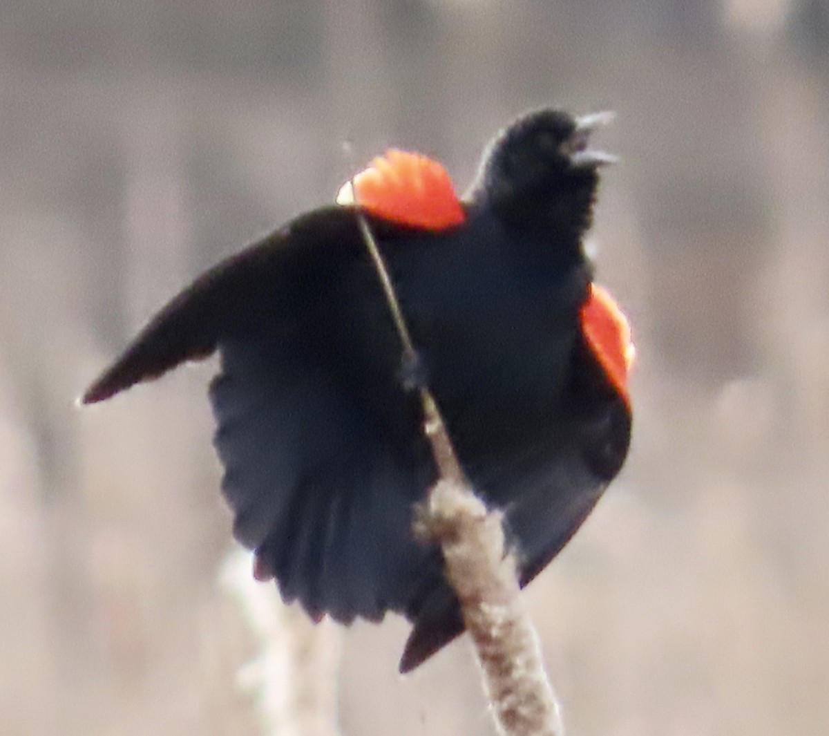 Red-winged Blackbird - ML615356113