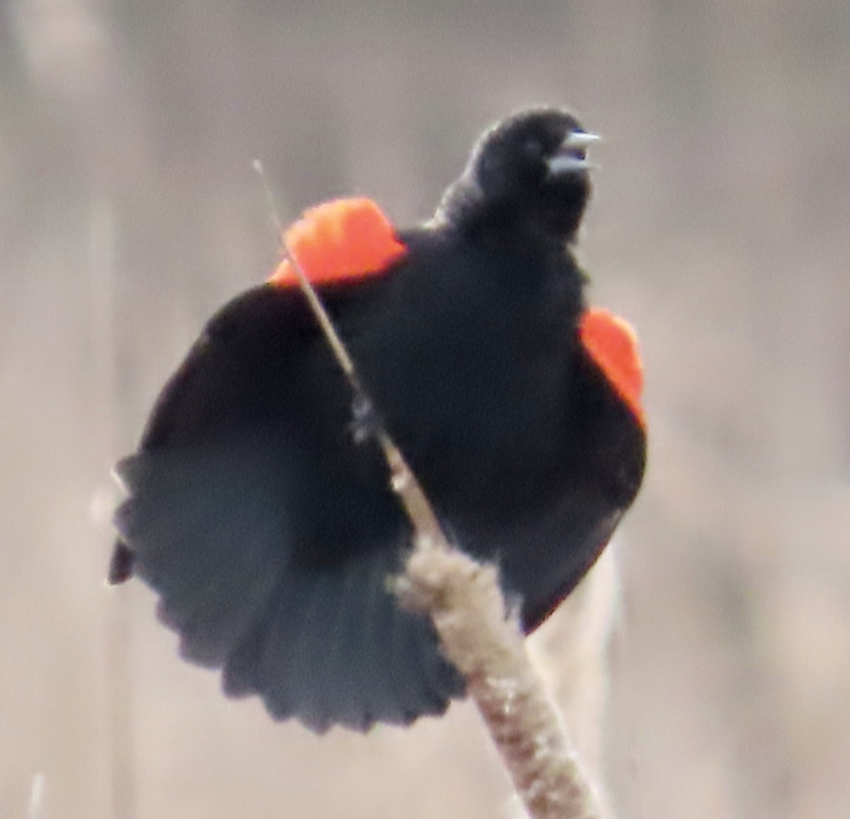 Red-winged Blackbird - ML615356114