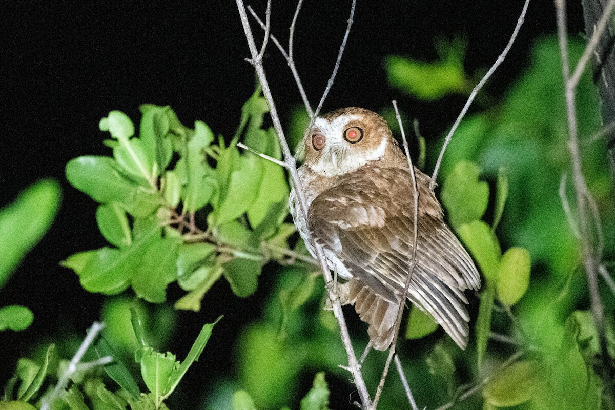 Puerto Rican Owl - ML615356142