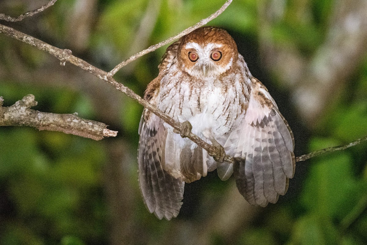 Puerto Rican Owl - ML615356144