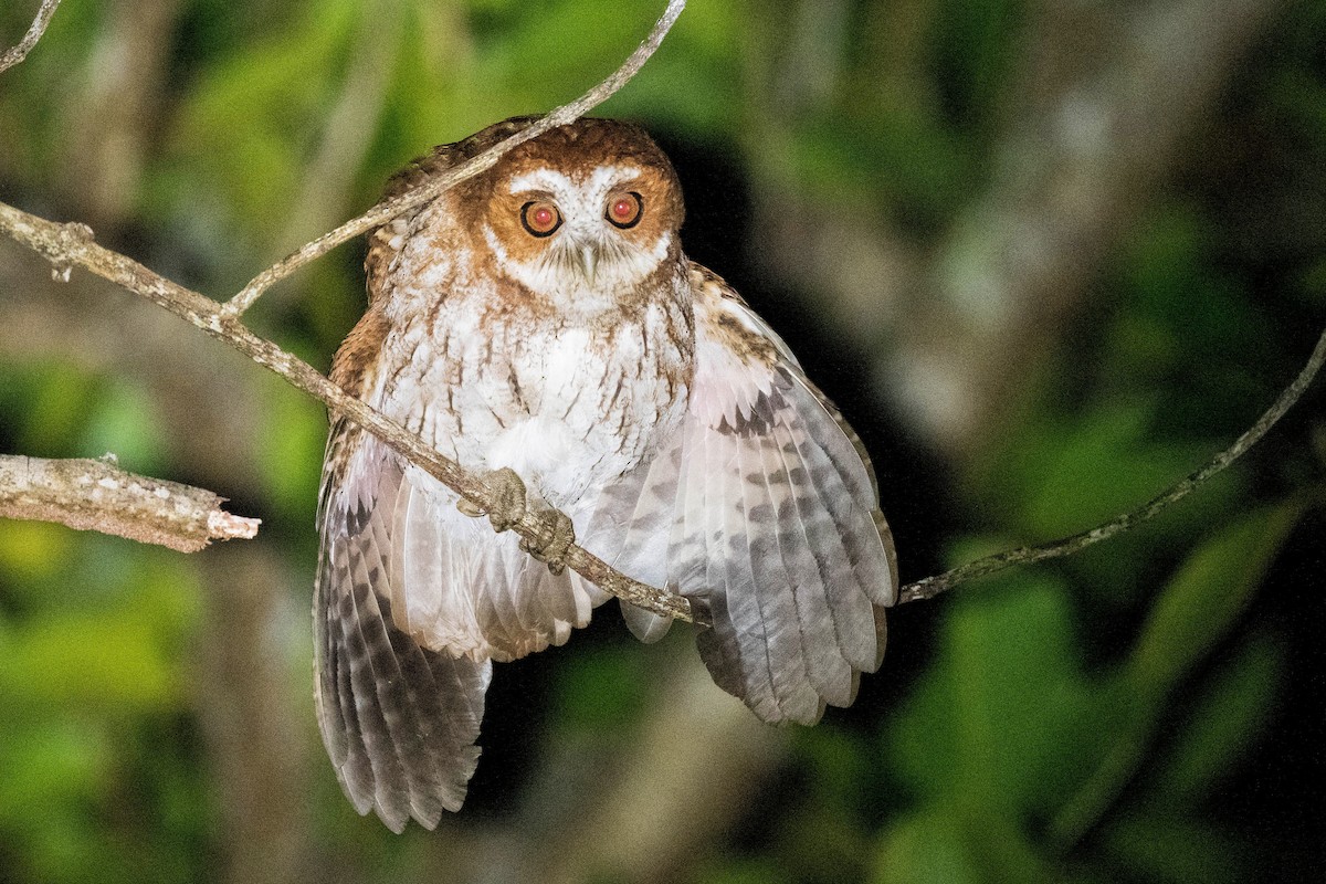Puerto Rican Owl - ML615356146