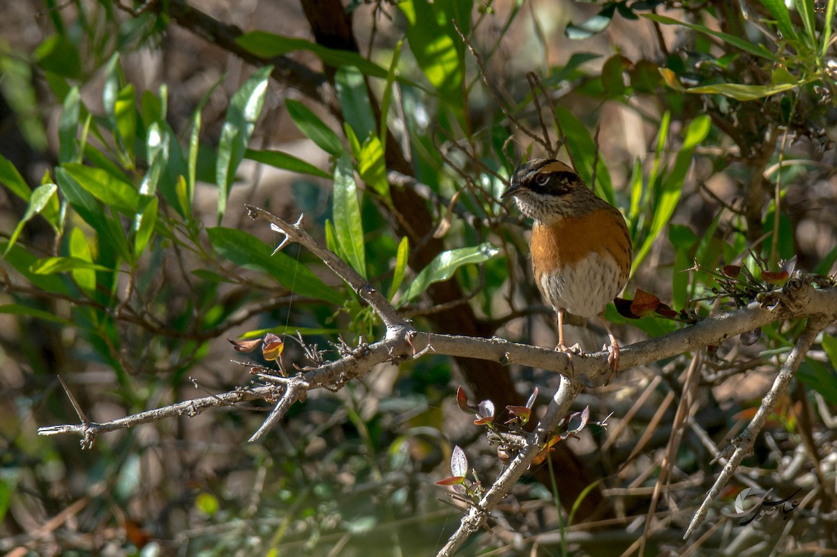 Rufous-breasted Accentor - ML615356549