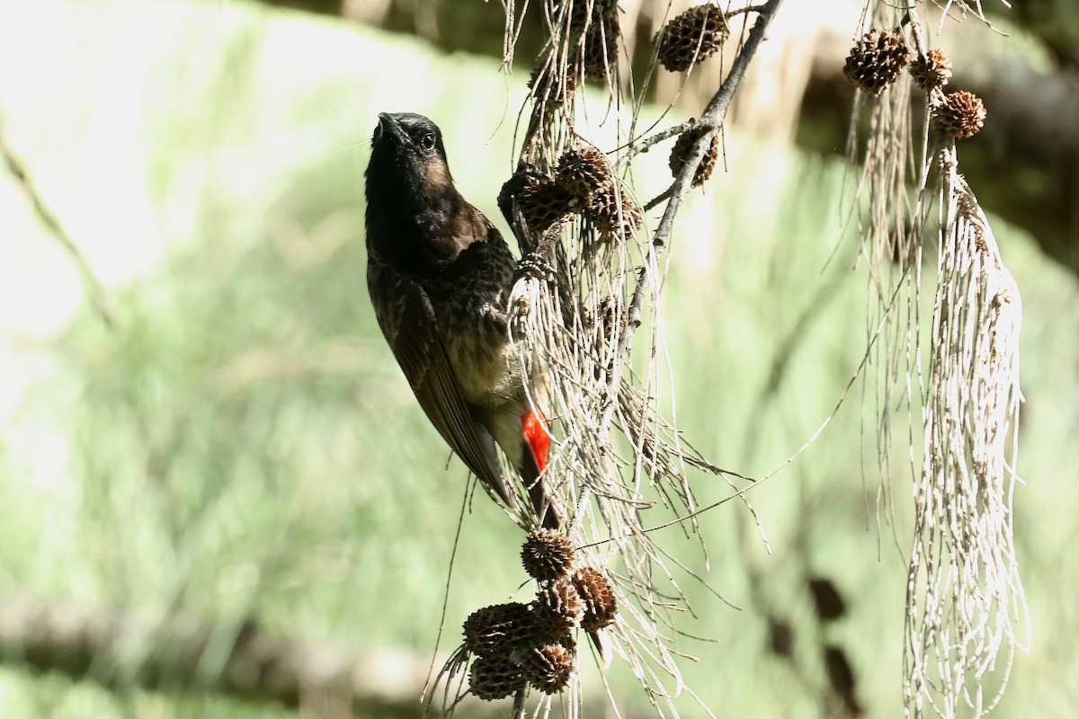 Red-vented Bulbul - ML615357092