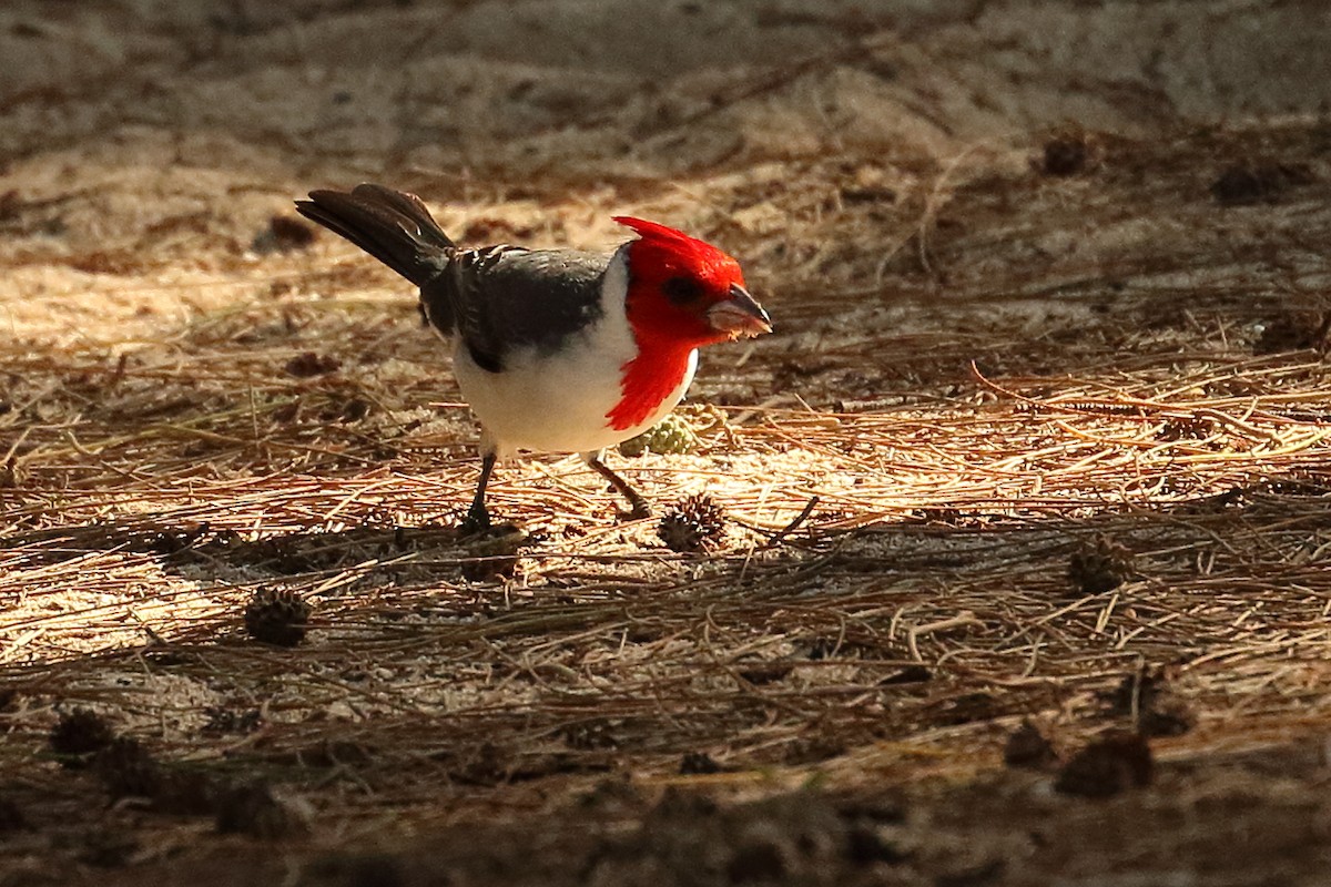 Red-crested Cardinal - ML615357115