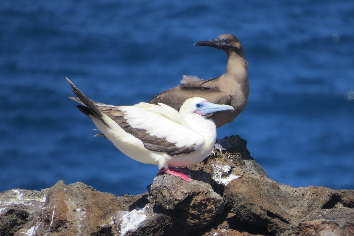 Red-footed Booby - ML615357242