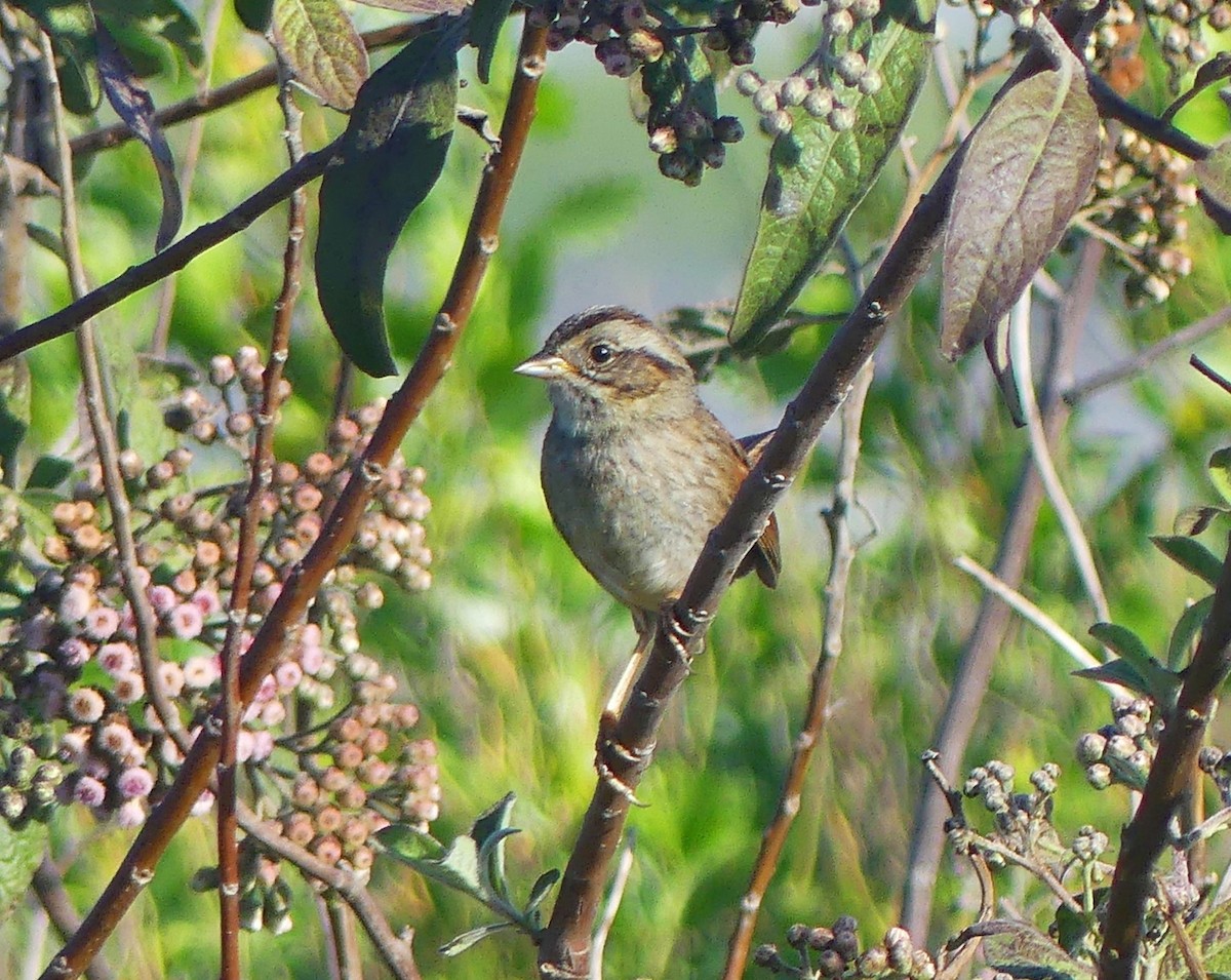 Swamp Sparrow - ML615357511