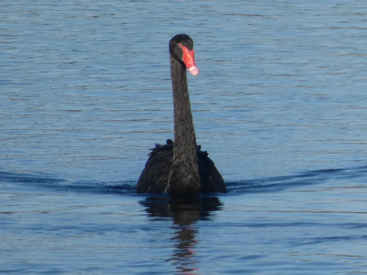Black Swan - Matthew Rathgeber