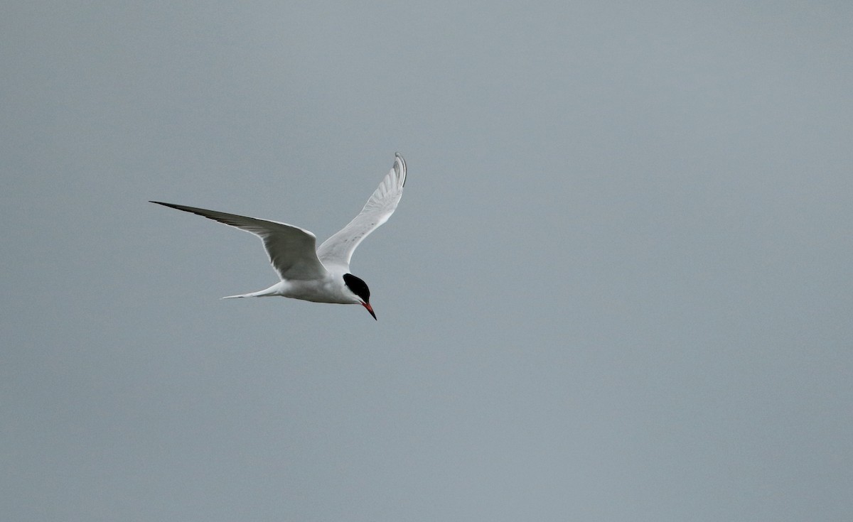 Common Tern - ML61535771