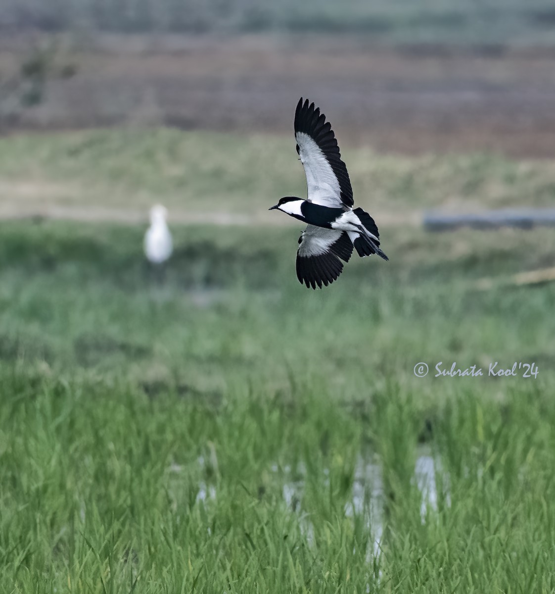Spur-winged Lapwing - ML615357762
