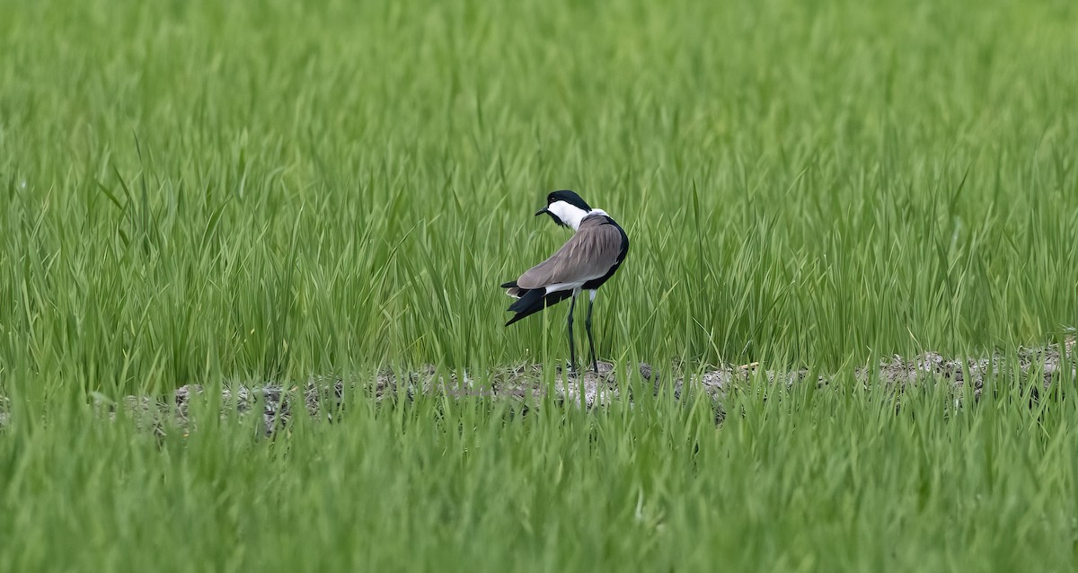 Spur-winged Lapwing - ML615357837