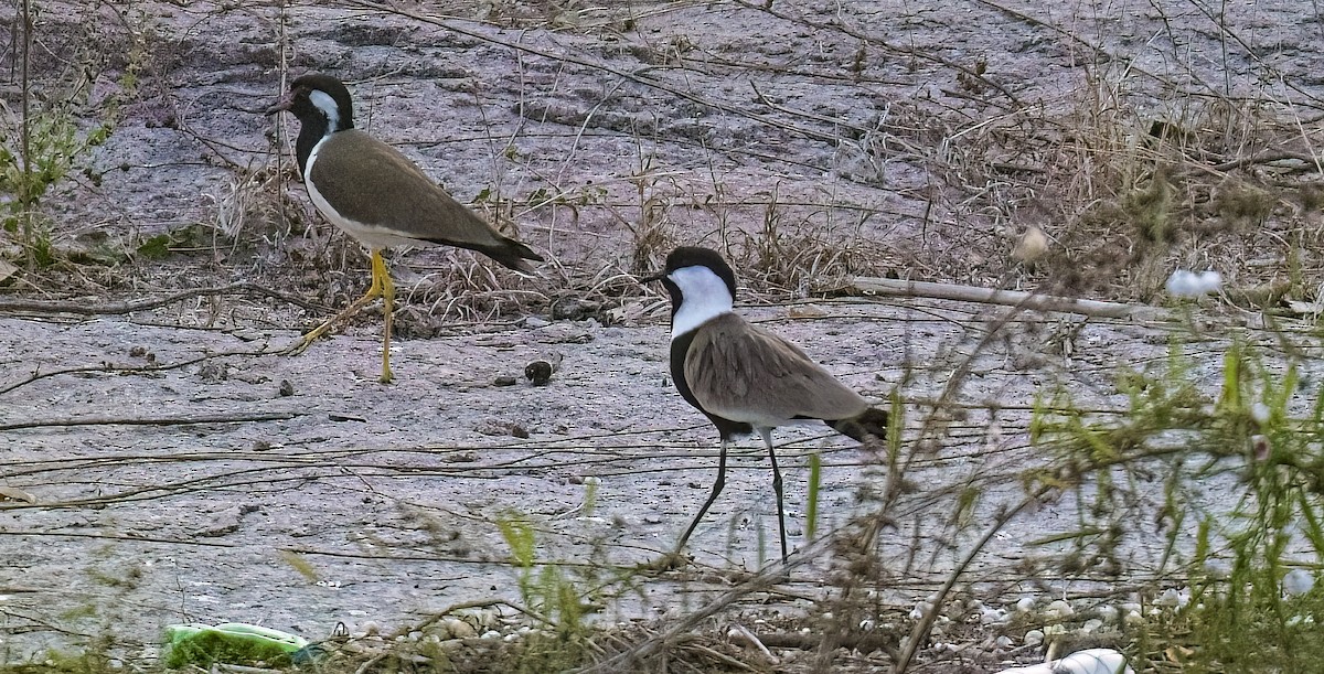 Spur-winged Lapwing - ML615357864